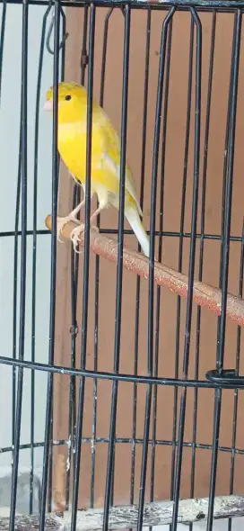Kenari jantan loper kuning gacor ngerek fullset murmer