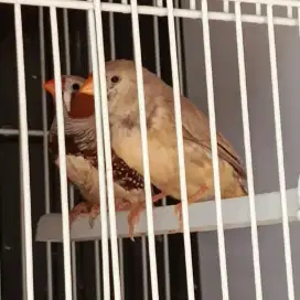 Burung zebra Finch