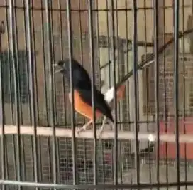 Murai Batu Ternakan