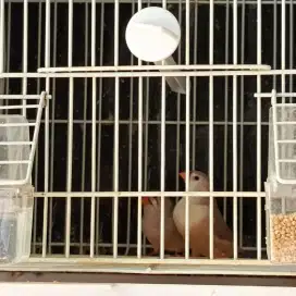 Burung zebra Finch betina 4 ekor
