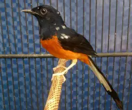 Murai batu blorok extrims