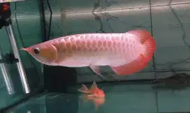 Arwana sr uk 35 cm .