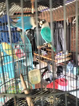 Sepasang vio pala hitam x mangsi pala hitam