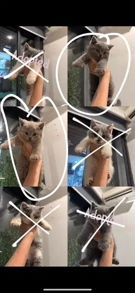 Kitten british short hair