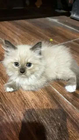 Kucing Mix Himalaya