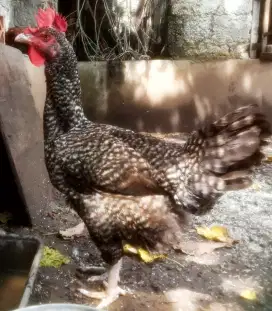 AYAM PELUNG BABON