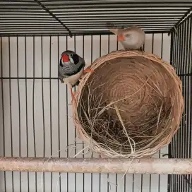 Zebra Finch Black Cheek