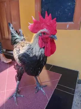 Ayam pelung jantan