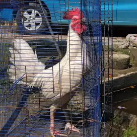 Ayam Kampung jantan putih polos