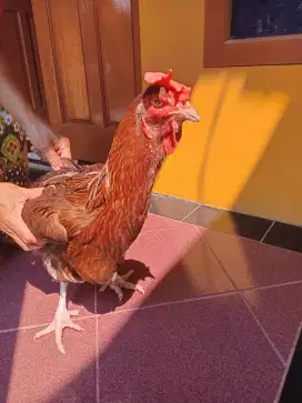 Ayam pelung betina
