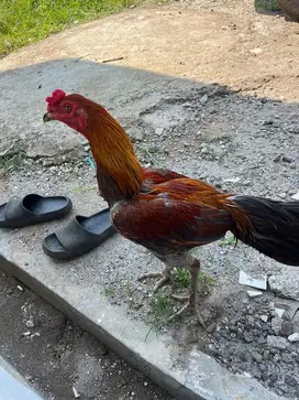 Ayam koyngon masih gress