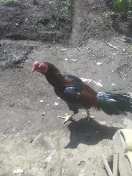 Ayam jago siap tes