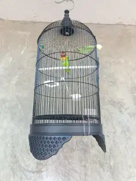 LOVEBIRD JOSSAN TOPENG GACOR !