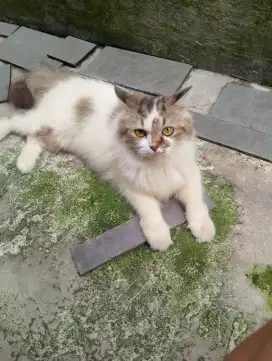 Kucing Persia mix ragdol