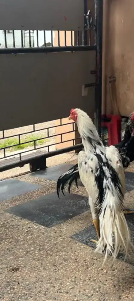 Jual Ayam hias ekor lidi