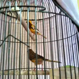 Di jual kenari 2 ekor kenari betina burung sehat smua
