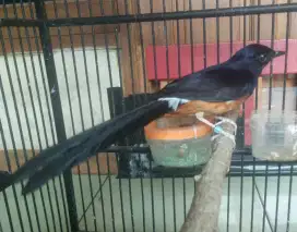 Murai batu Medan jual cepat