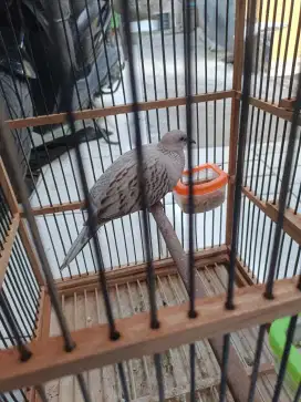 Tekukur leopard Asli sudah bunyi siang malam
