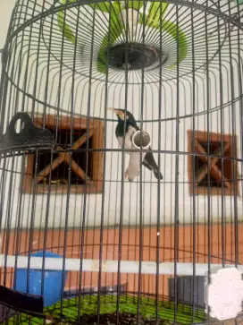 Burung Jalak suren
