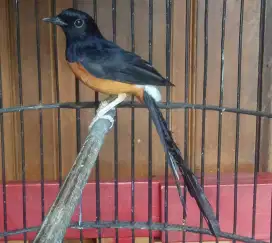 Murai batu Medan rapi mabung