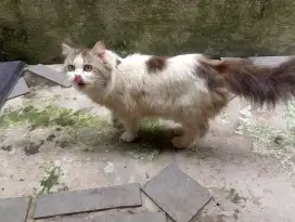 Kucing Persia usia 13 bulan