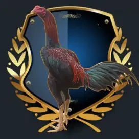 AYAM MUDA PROSPEK SIAP RAWAT