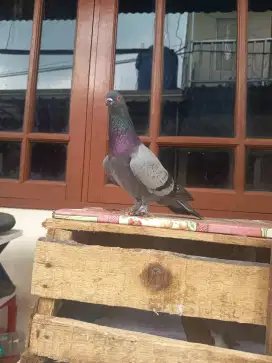 Di jual burung dara(merpati) jembros 2 pasang.. 4 ekor