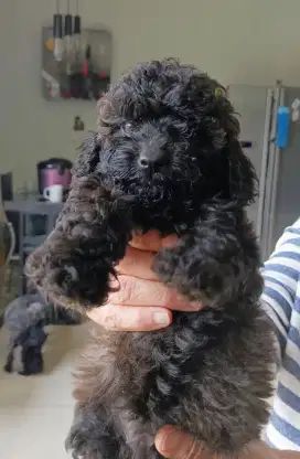 Puppy Poodle Gemoy