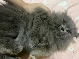 Kucing betina british long hair