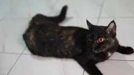 British Short Hair BSH Betina