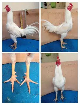 Ayam Bangkok Silangan Mangon ukuran 6 full