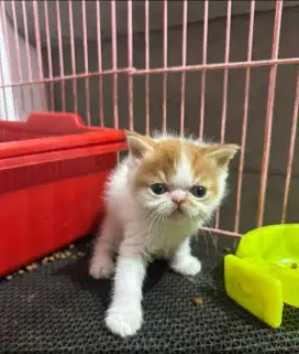 Persia exotic flatnose jantan