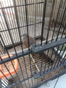 Tekukur fulset Asli jantan sudah bunyi gacor dan birahi