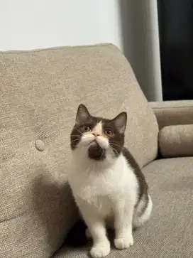 British Shorthair Bicolor cinnamon