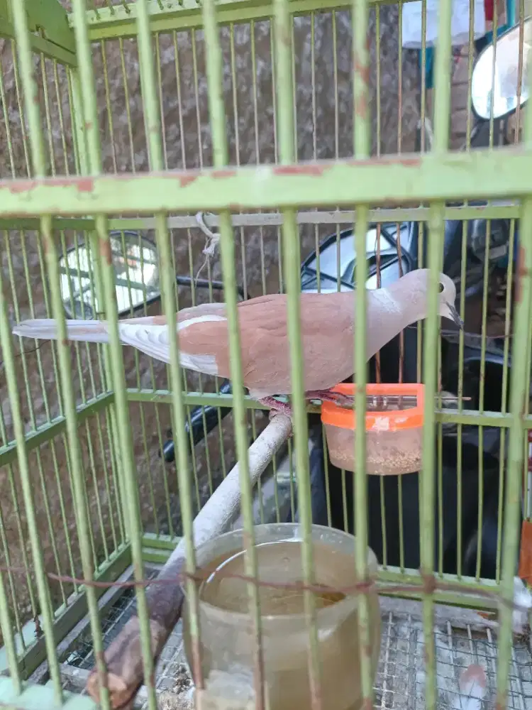 Puter tangerin fullset suara keras spek Rajinn bunyi