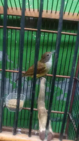 Burung cak jenggot