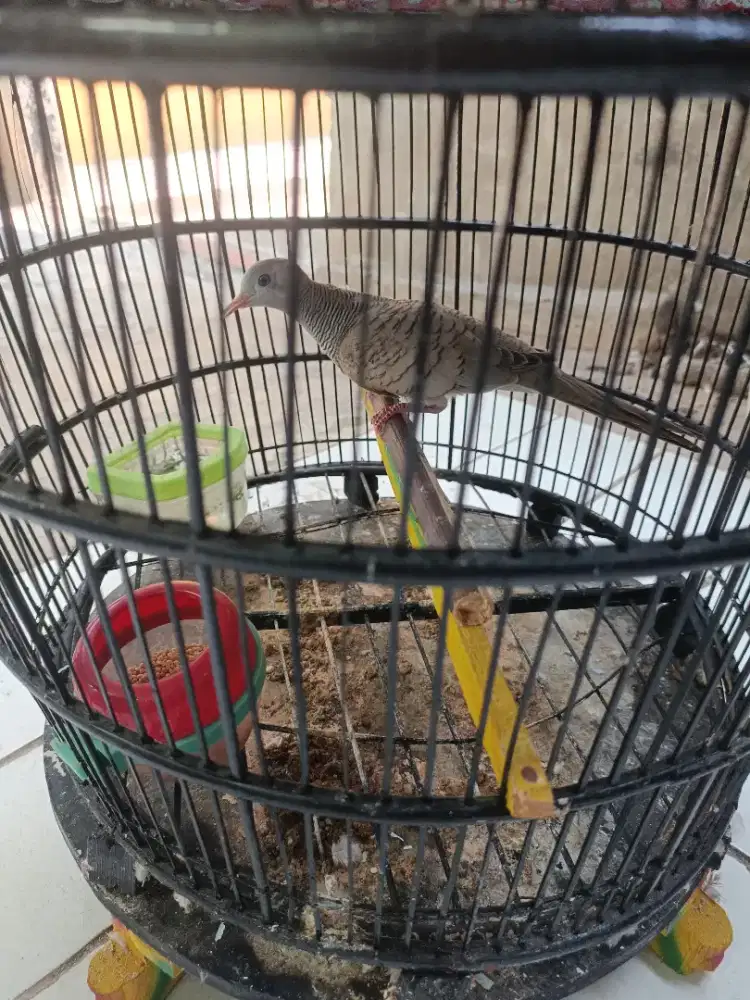 Perkutut silver fullset Asli suara ngebas dan besar