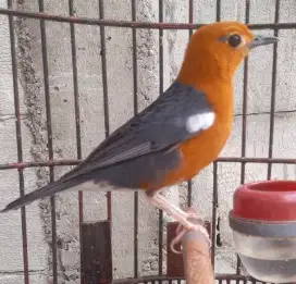 Anis Merah Lokal Tasik Jantan Macet Jaminan