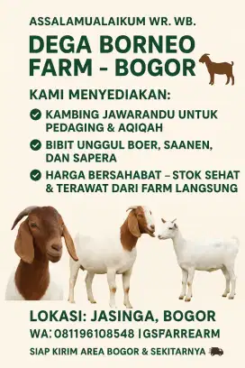 Kambing Pedaging & Bibit Unggul Boer, Saanen, Sapera