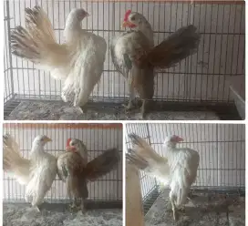 Ayam serama sepasang remaja