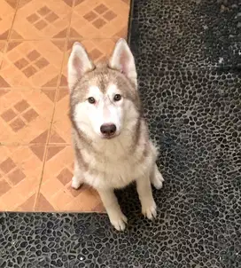 Anjing Husky x malamute cokelat female