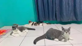 KUCING BRITISH SHORTHAIR / BSH