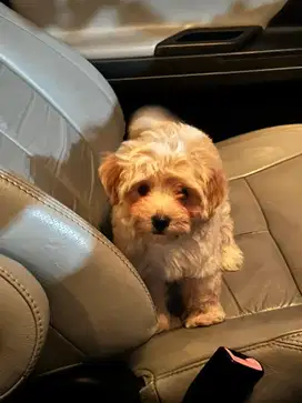 Multipo poodle podle shitzu
