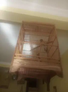 Burung murai jadi cewe