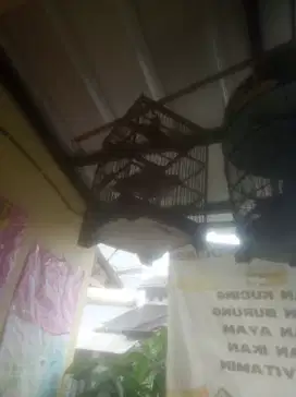 Sedia burung terkukur gacor