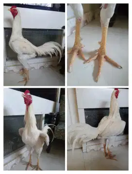 Ayam Bangkok Mangon jambul ukuran bsar