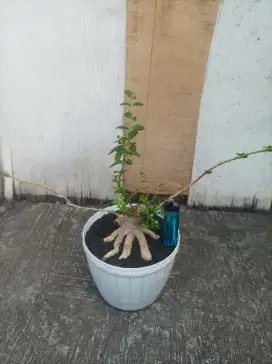 Bonsai sancang prokar