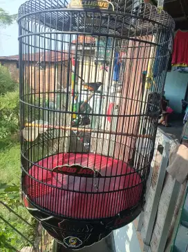 Dijual burung murai pretasi brk