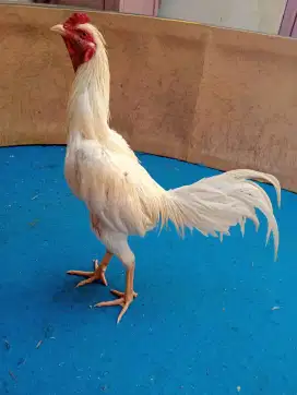 Ayam Mangon Silangan Bangkok ukuran 6 full