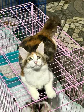 Kucing mainecoon mainecon maincon betina